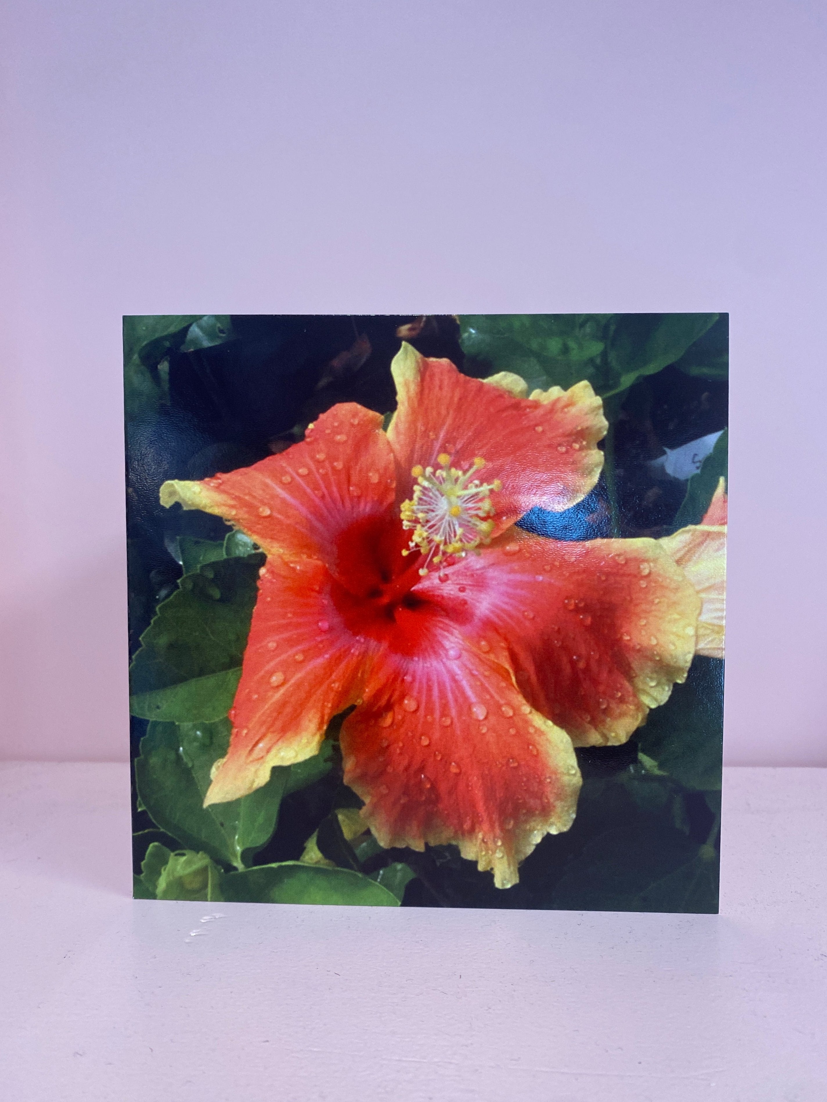 Hibiscus - Art Card by Tuafale Tanoa'i