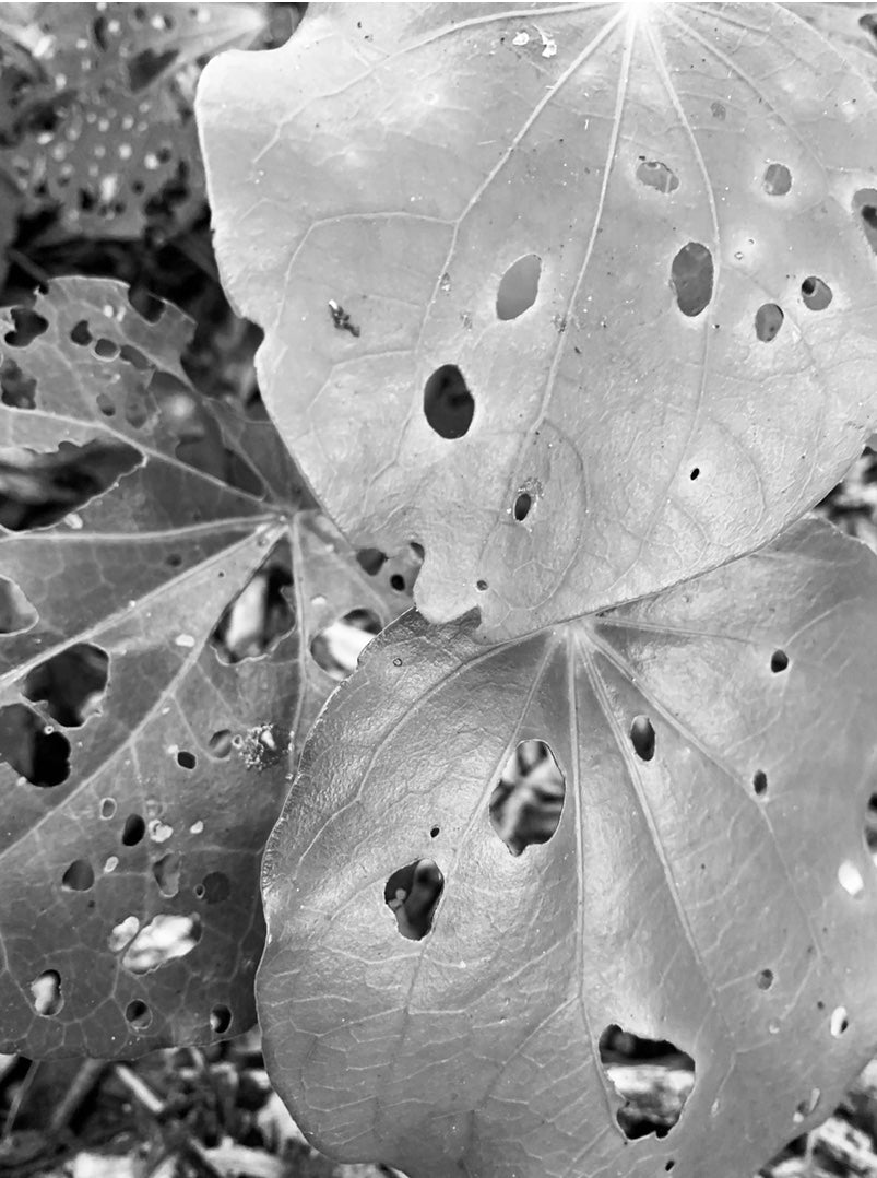 Kawakawa Vitality by Kaputī